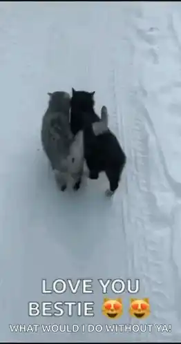 Cats Snow