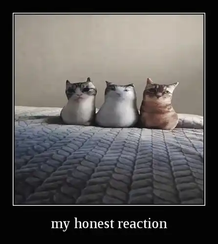 My Honest Reaction: Cats to Watermelon Meme