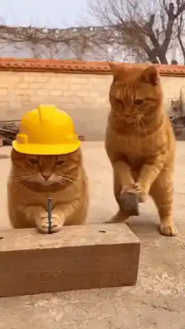Cats Work