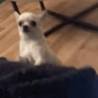 Celine Cez the Chihuahua