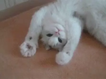 Chau Hi: Adorable White Cat on Its Back