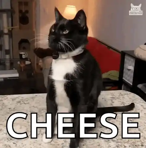 Cheese Challenge Cat Falls Off Table