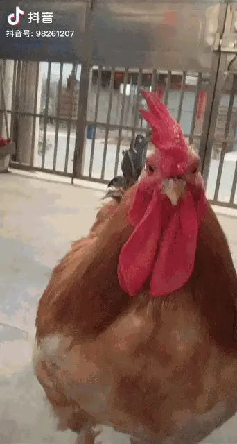 Rooster Stares at Camera on Douyin