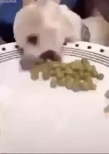 Chihuahua Struggles with Peas, Gets Help