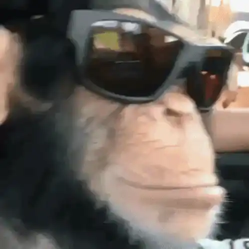 Cool Chimpanzee Monkeyoflife in Sunglasses