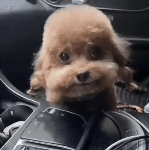 Real Chinese Dog Rapping in Car
