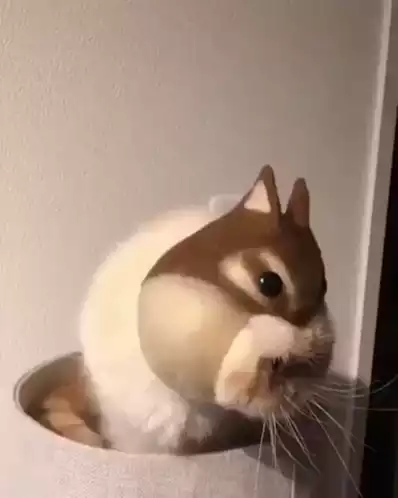 Funny Chipmunk Cat