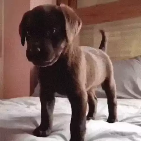 Cute Chocolate Lab Puppy on Bed