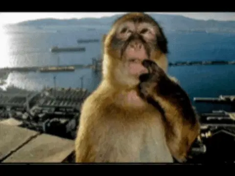 Clueless Monkey