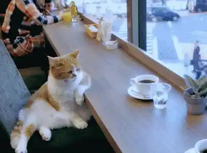 Cat's Coffee Date