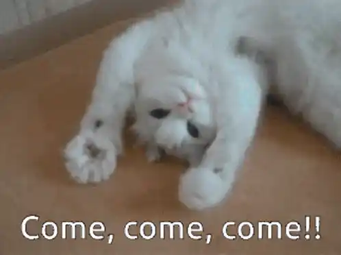 Cute White Cat with 'Come, Come, Come!!'
