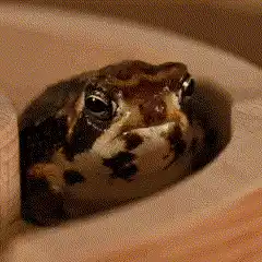 Common Rain Frog Ninja Frog Yawning