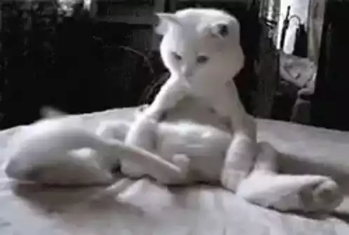 Confinement Cats