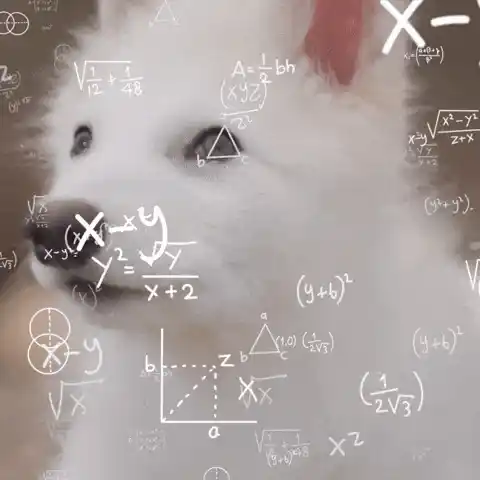 Confused White Dog