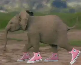 Converse Elephant Funny
