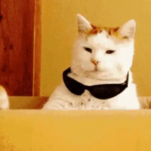Cool Cat