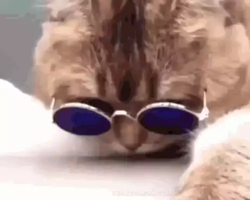 Cool Cat in Color-Changing Sunglasses