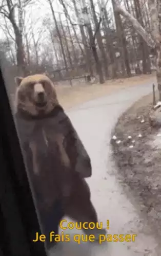 Coucou Bonjour - Bear just passing by