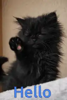 Coucou Toi Hello