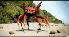 Crab on a Sandy Beach