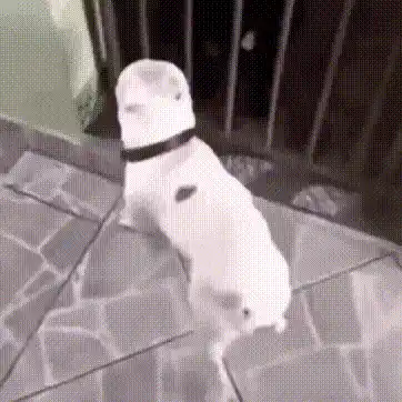 Crazy Dancing Dog