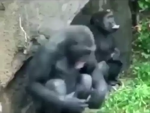 Crazy Gorilla