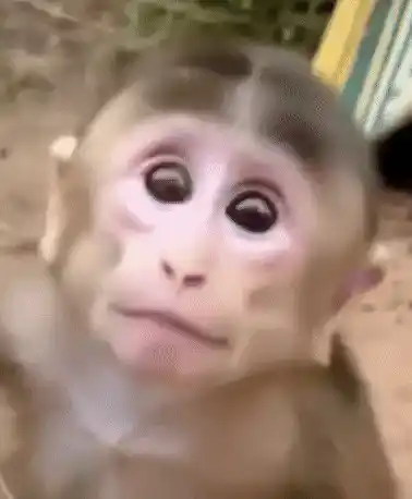 Baby Monkey's Surprising Creepy Smile