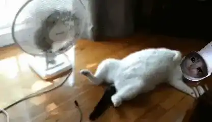 Croc Croccat Cooling Off