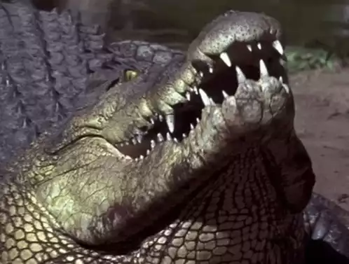 Crocodile's Jaws: Crocodile Hunter Collision Course