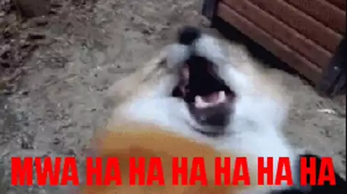 Laughing Fox with MWA HA HA HA