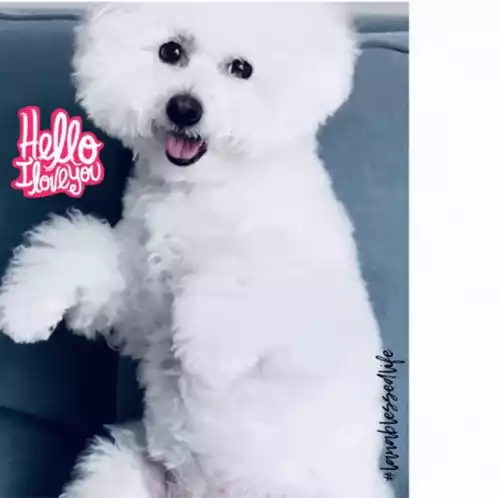 Fluffy Dog Says Hello I Love You