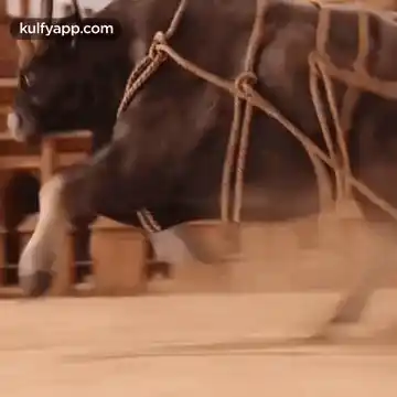 Mattu Pongal Bull Race: Tamilnadu Tradition