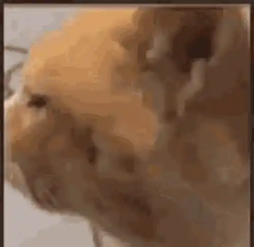 Cummins the Sad Cat Close-up