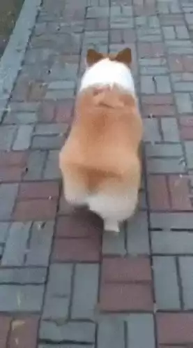 Cute Corgi Waddle