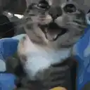 Cute Cat Smiling