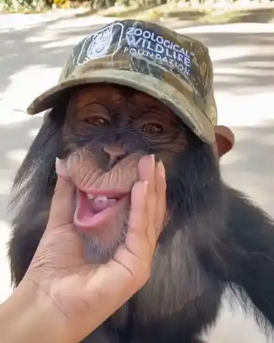 Cute Chimpanzee Kixlike Smiling