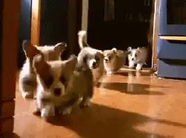 Cute Corgi Puppies Running