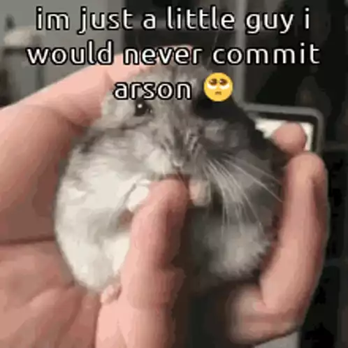 Little Guy Hamster Denies Arson