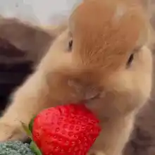 D9luxe Bunny Eating Strawberry