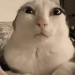 Da Hoi: Funny Cat Face