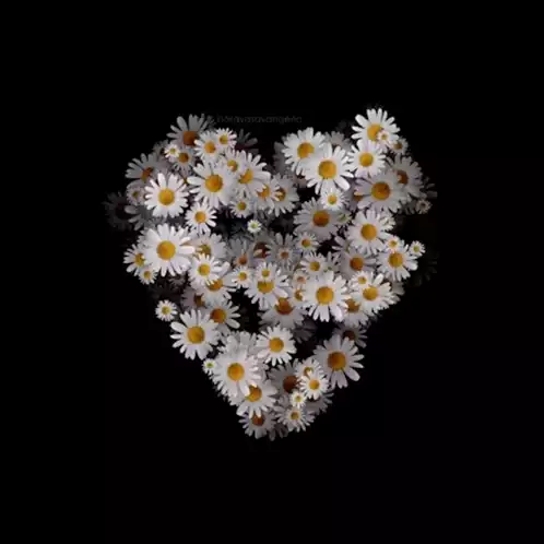 Daisy Heart