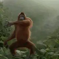 Orangutan Dancing in the Jungle