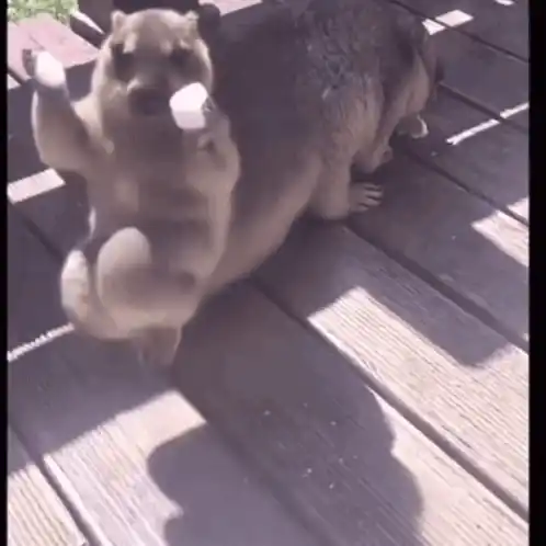 Dancing Beaver