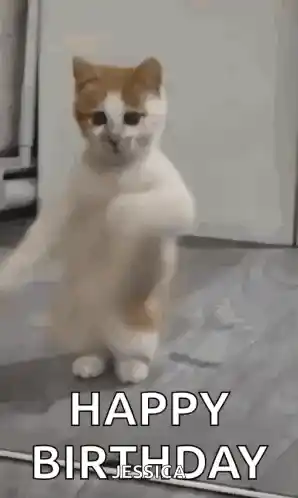 Dancing Cat Dance