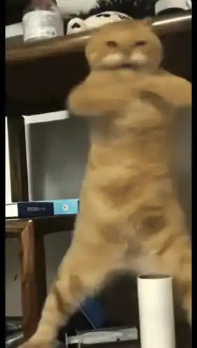 Dancing Cat Hump