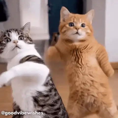 Dancing Cats
