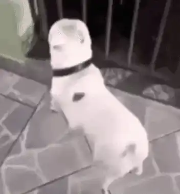 Cute Dog's Happy Dance