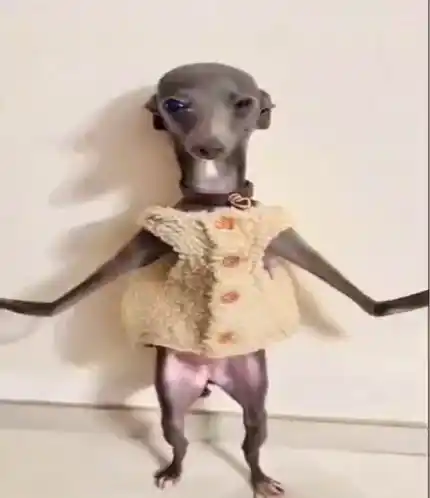Cute Dog Dancing in a Sweater