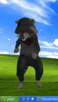 Dancing Raccoon Resnauv on Windows XP