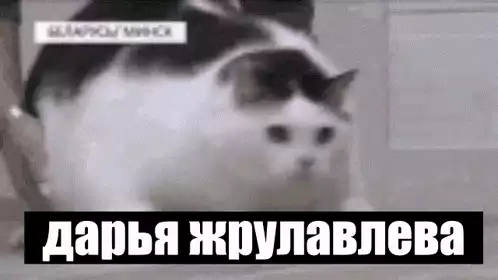 Darya Zhuravleva's Large Cat